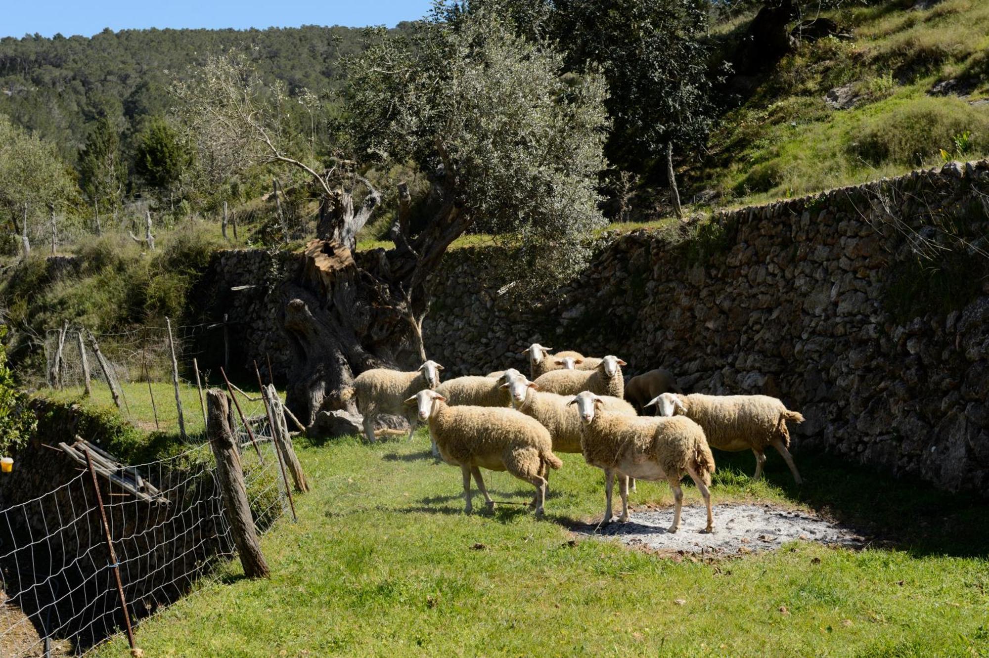 Agroturismo Ca Sa Vilda Marge Sant Joan De Labritja Exterior foto
